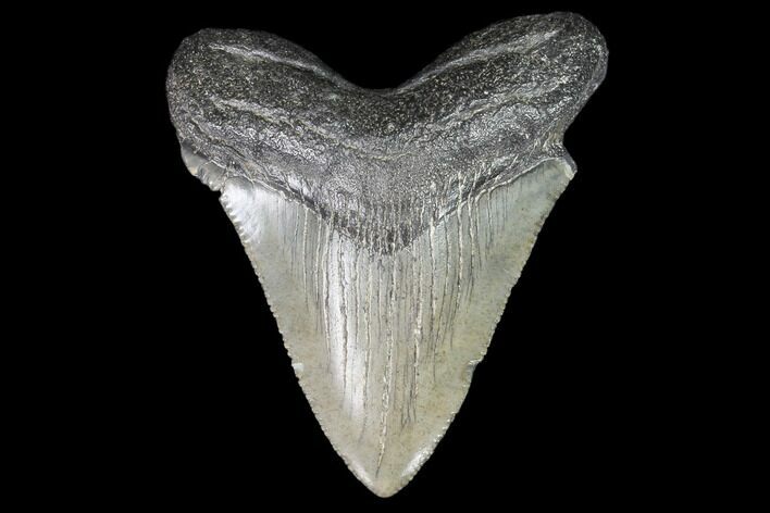 Juvenile Megalodon Tooth - Georgia #101329